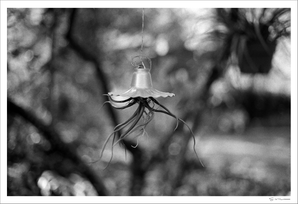 Air Plant