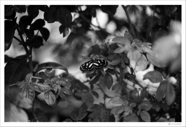 Duval Street Butterfly