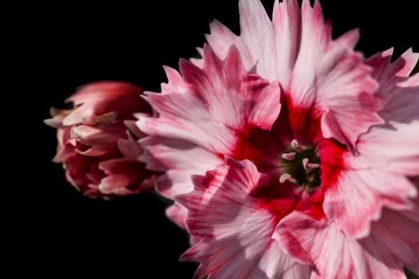 Arcane Dianthus