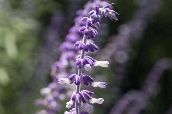 Mexican Bush Sage - 12x18 print