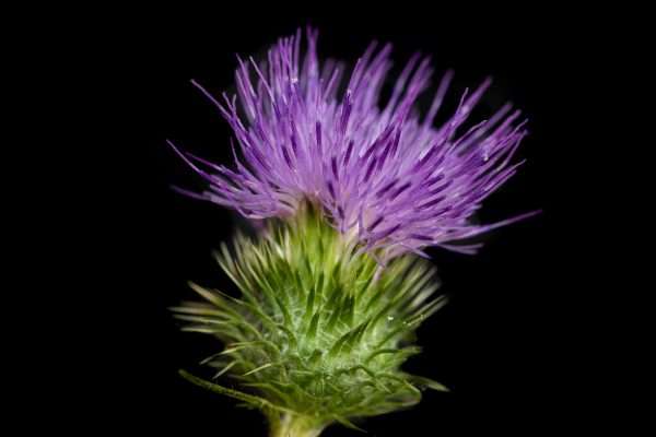 Bull Thistle (18x24)