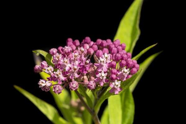 Pink Milkweed (18x24)