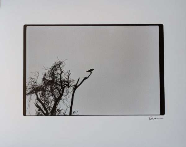 One Silver Gelatin Darkroom Print (8"x10" - Assorted) - Image 10