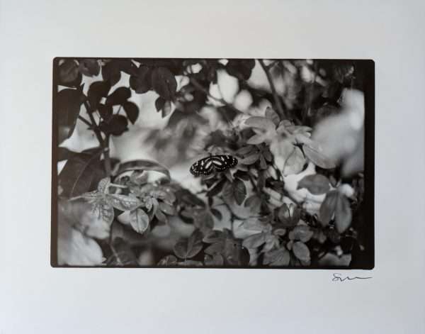 One Silver Gelatin Darkroom Print (8"x10" - Assorted) - Image 7