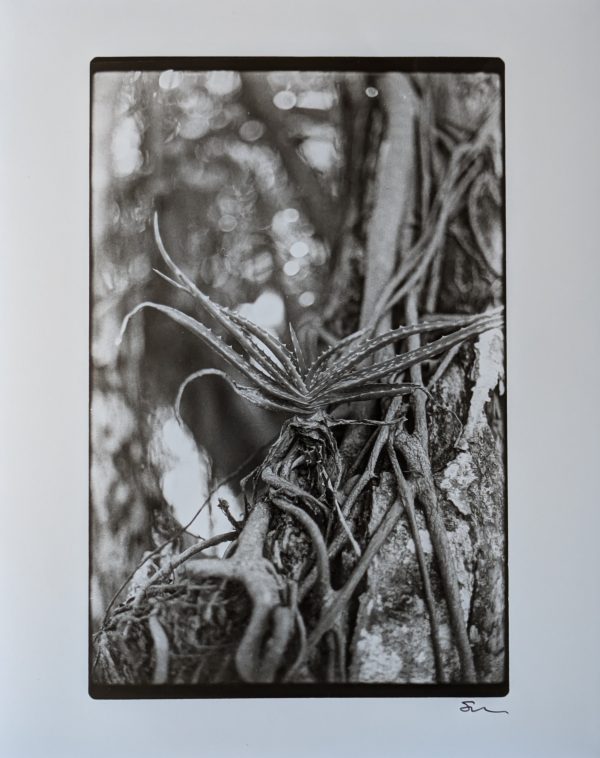 One Silver Gelatin Darkroom Print (8"x10" - Assorted)