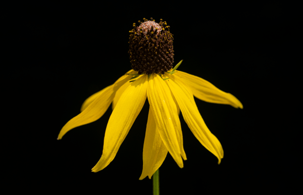 Black Eyed Susan (16x24 canvas)