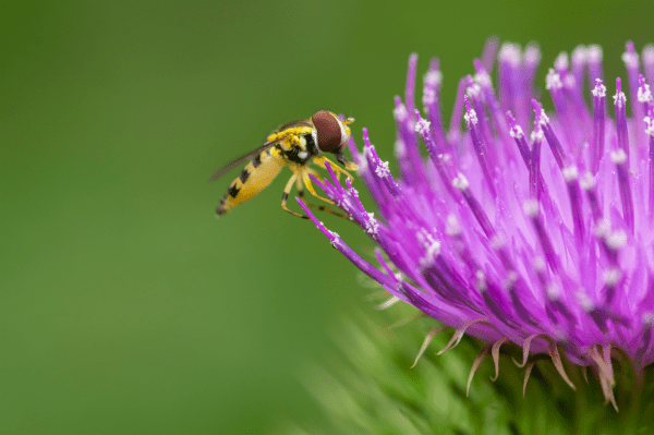 Hoverfly on Bull Thistle (18x24)