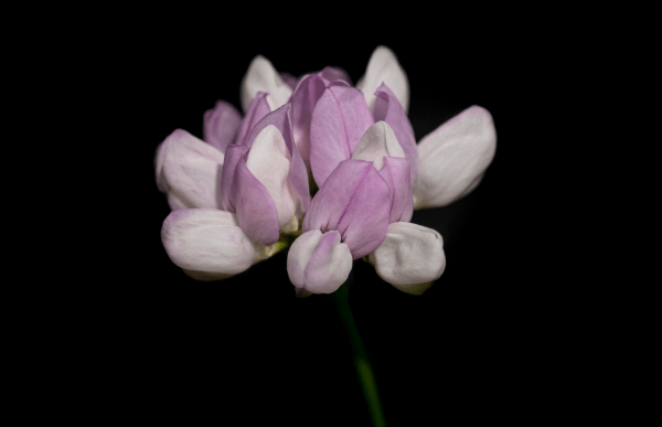 Crownvetch (18x24)