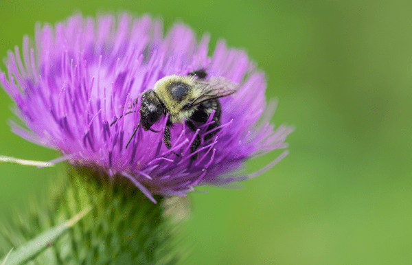 Thistle Kiss - 11x17 print