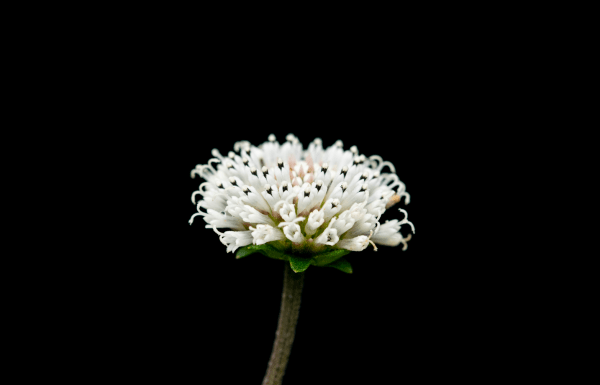 Elegant Bloom - 12x18 print