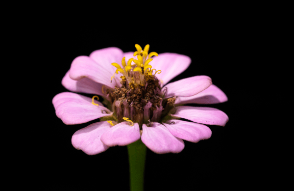 Zinnia in Solitude - 11x17 print