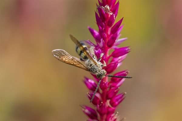 Gilded on Amaranth - 11x17 print