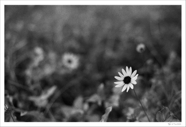 Swamp Sunflower