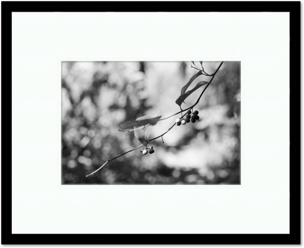 "Berries" Silver Gelatin Print - Matted & Framed (12"x16")