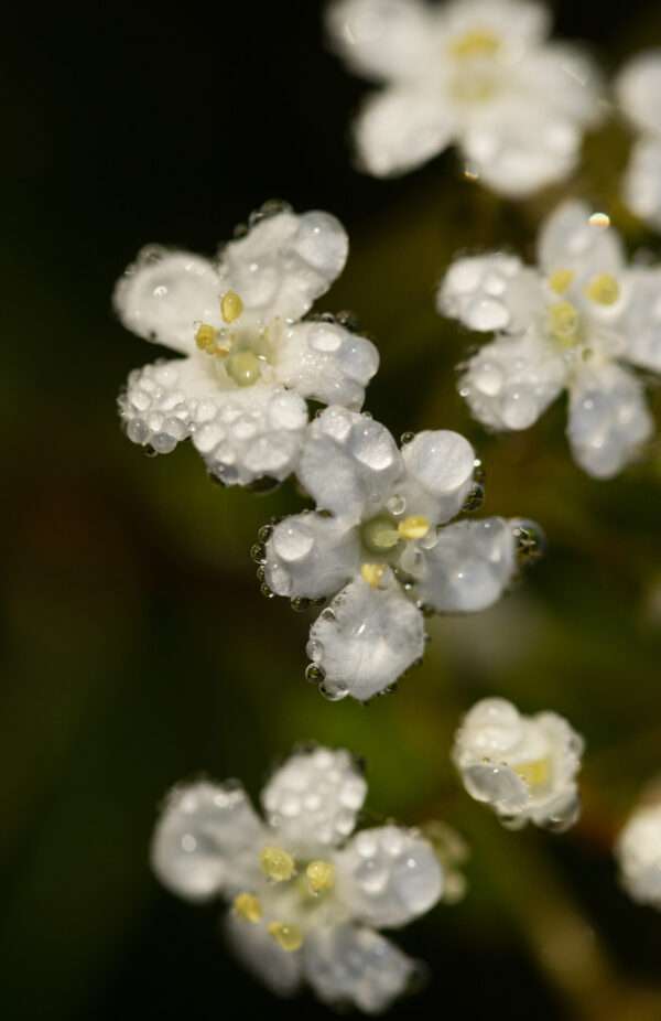 Waterdrops on Walter's Viburnum - 11x17 framed