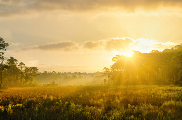 "Morning Stillness Over Ocean Springs Field" (16"x24" Print)