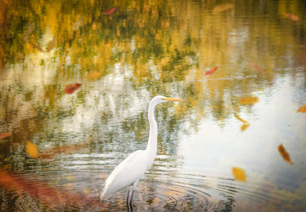 "Birds that Fall Pray" (16"x12" Print)