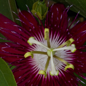 Red passionflower photo print 11x14