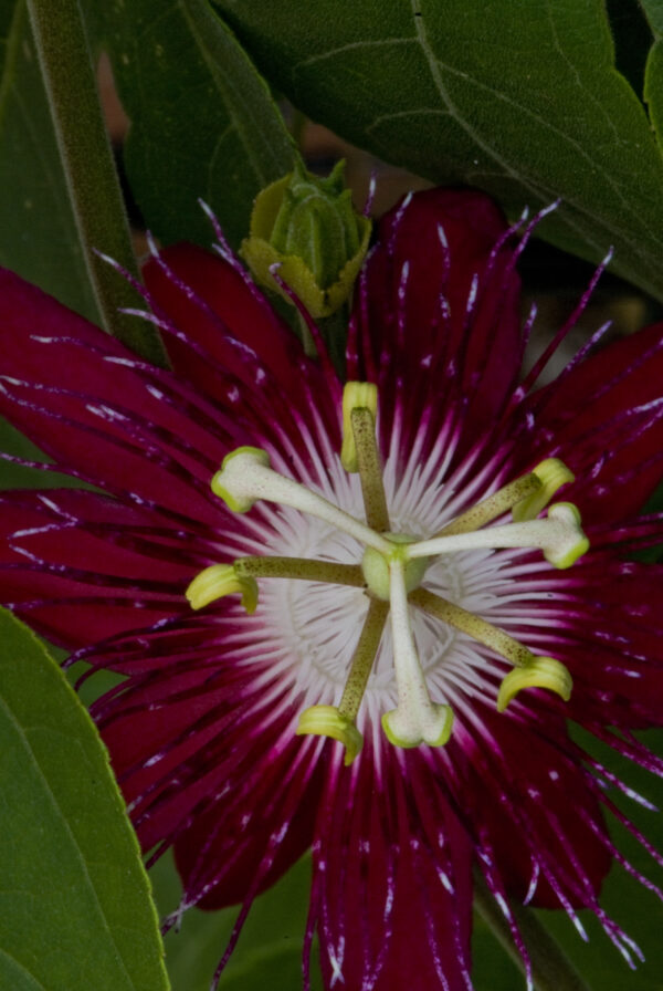 Red passionflower photo print 11x14