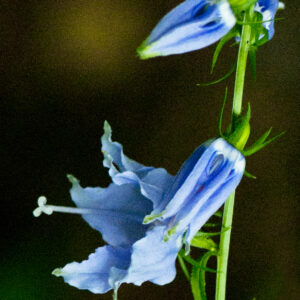 Blue wildflower photo print 11x16
