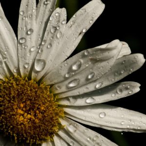 Daisy in rain 11x14 photo print