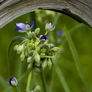 Spiderwort under arch photo print 11x16