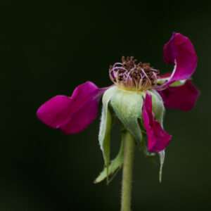 Fading flower photo print 11x14