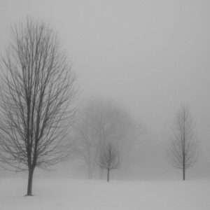 Three trees in winter photo print 11x16
