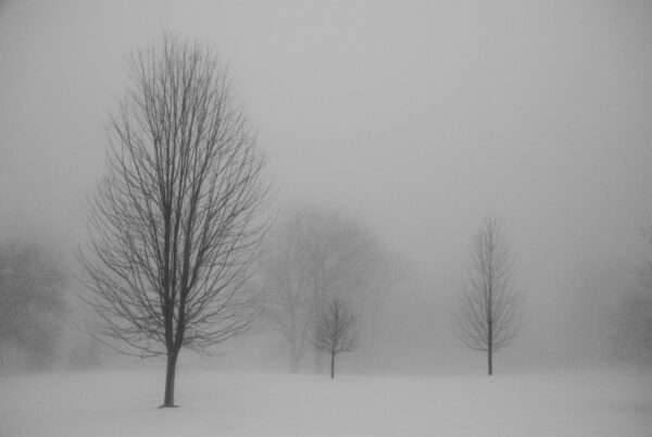 Three trees in winter photo print 11x16