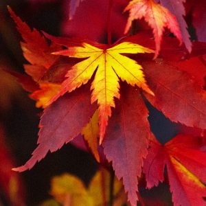 Autum leaf 11x14 photo print
