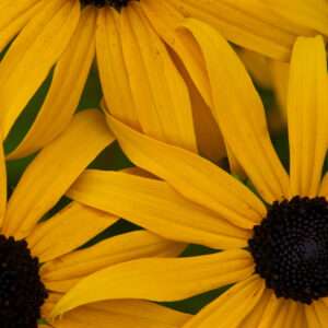 Daisy outreach photo print 11x16