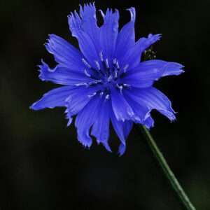 Corn flower photo print 8x10