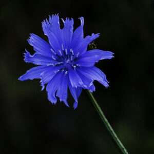 Cornflower photo print 11x14