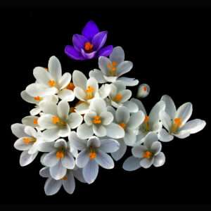 Spring crocus bouquet print 11x14