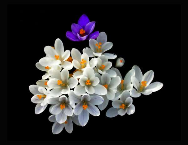 Spring crocus bouquet print 11x14