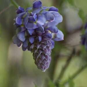 Wisteria photo print 11x14