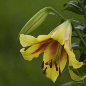 Yellow daylily photo print 11x14