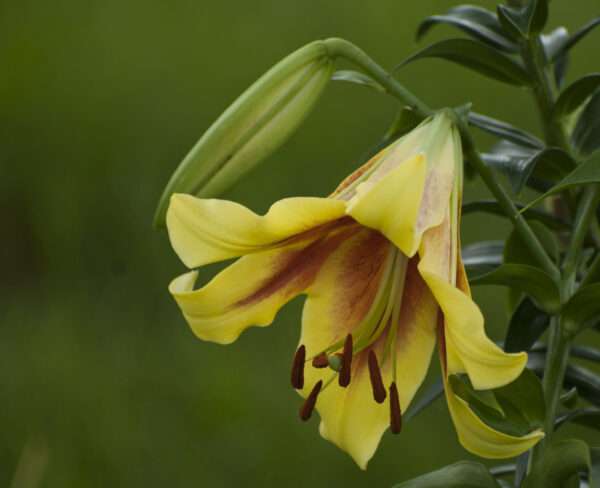 Yellow daylily photo print 11x14