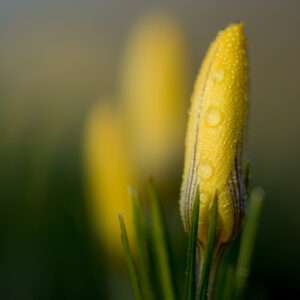 Crocus trio photo print11x14