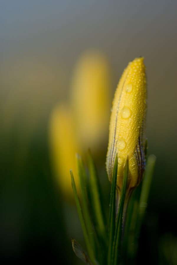 Crocus trio photo print11x14