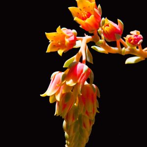 Echeveria Succulent-3 8x10 photo print