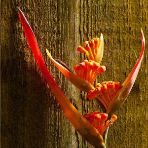 Parrots' beak photo 11x14 print