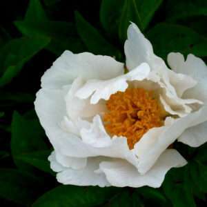 Peony photo print 11x14