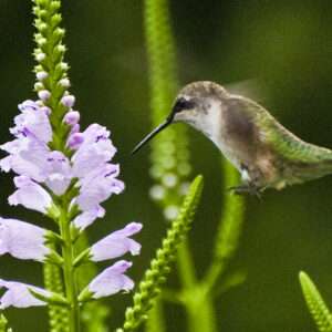 Hummingbird at obedient plant 8x12