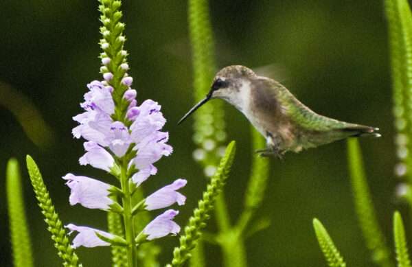 Hummingbird at obedient plant 8x12