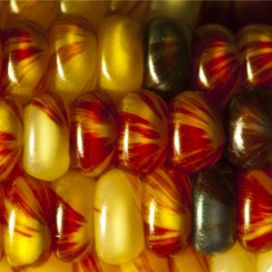 Indian corn 11x14 photo print