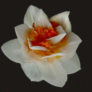 Jonquil photo print 11x14
