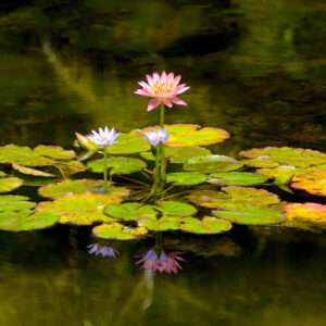 Pink water lily photo print 12x20