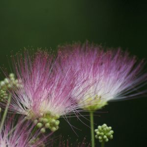 Mimosa blossom 11x14 photo print