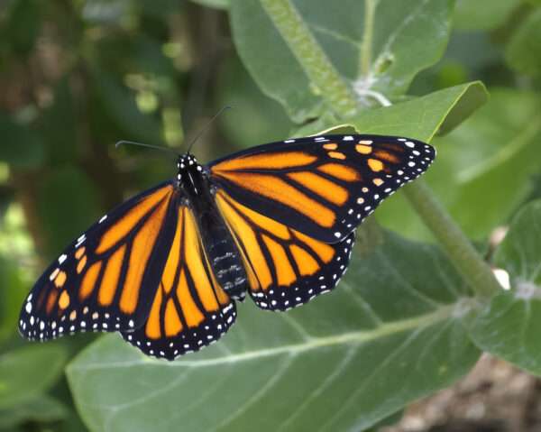 Monarch photo print 8x10